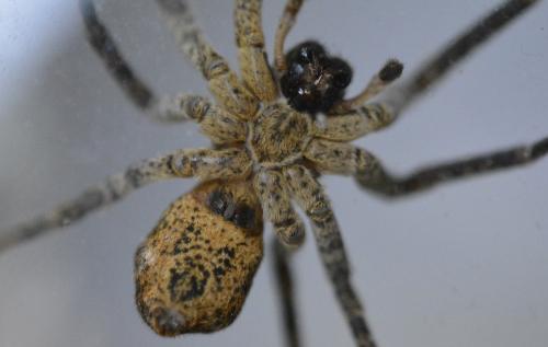 Réf. 280 418 : Zoropsis spinimana